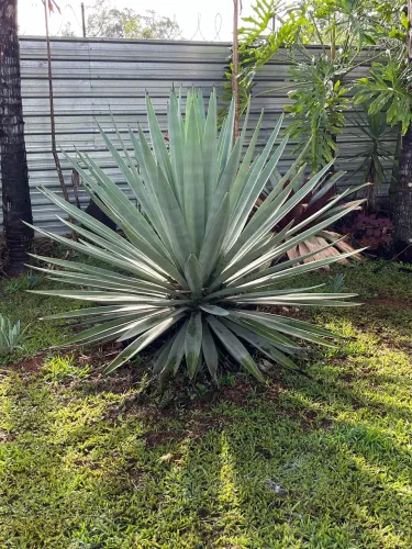 Agaves para Cerca Viva