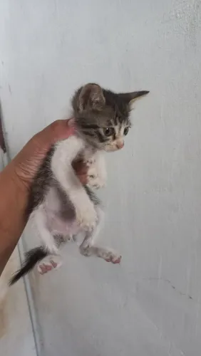 Gato Macho para adoção 