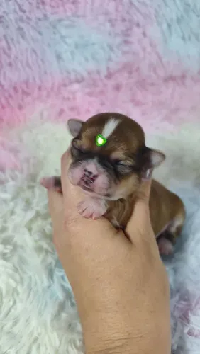 CHIHUAHUA machos fulvo e caramelo