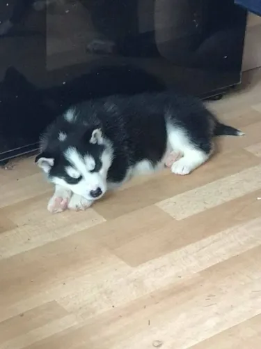 Filhotes de Husky Siberiano | Peludinhos cheios de fofura!