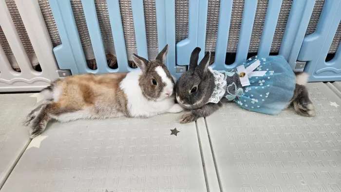 Coelhos macho e femeas