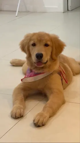  Oportunidade vendo ou troco cachorra Golden nova 