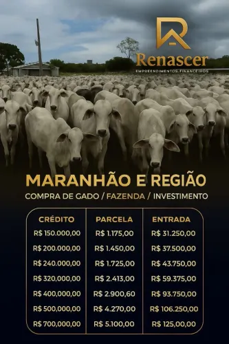 INVESTIMENTO EM GADO E FAZENDA | MARANHÃO E REGIÃO