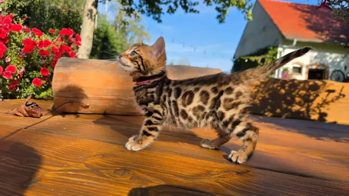 BENGAL CAT FILHOTE MACHO