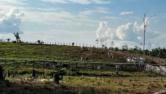 Fazenda de 1.770 hactares de pasto pra venda ou arrendamento em Labrea -AM