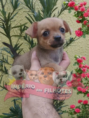 Vende-se Chihuahuas