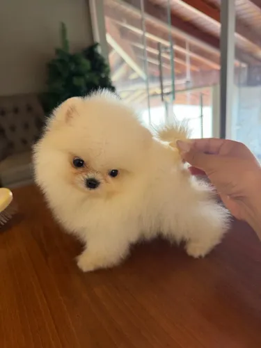 Spitz alemão LULU DA POMERANIA