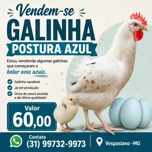 Galinhas postura azul 