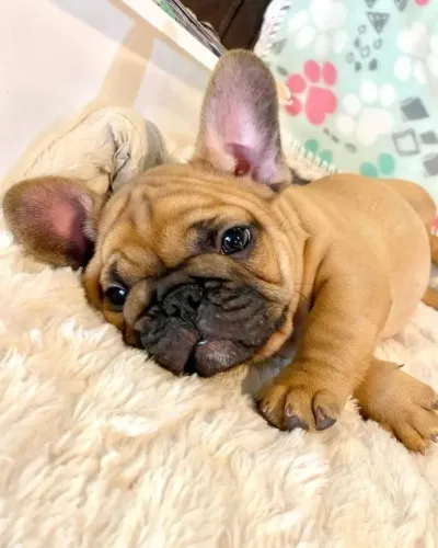 Bulldogue Francês - Presenteie Com Carinho Em Quatro Patas