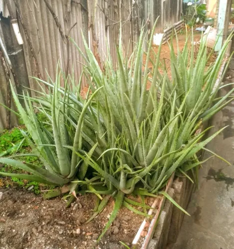 Folhas e mudas de babosa