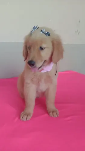 Lindíssima Golden Retriever com pedigree