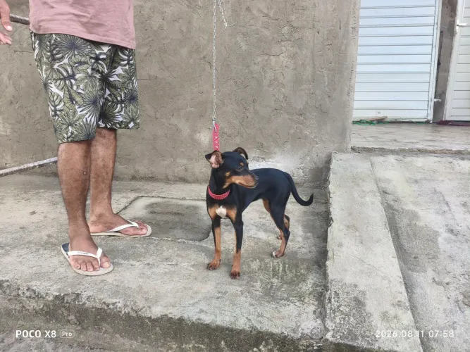 vendo