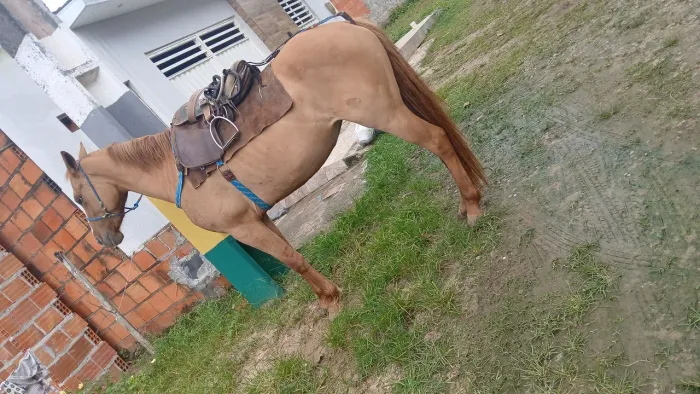 Potra para vender!