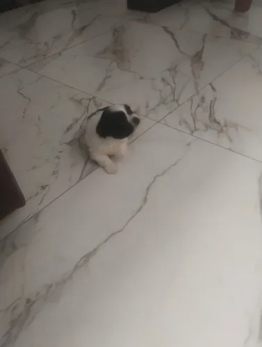 Filhotes de Shitzu puro 1 mês de nascimento macho 750$ pra vender ligeiro 