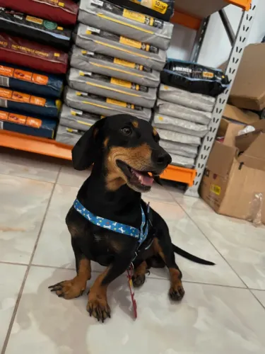 procura-se namorada dachshund/salsicha ?