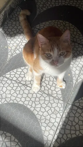 DOA-SE PET