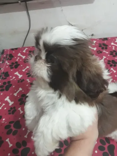 Shih tzu