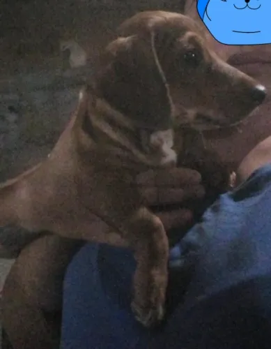 Salsicha filhote