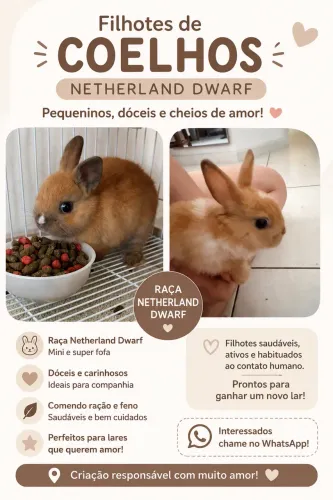 Coelho mini raça netherland dwarf