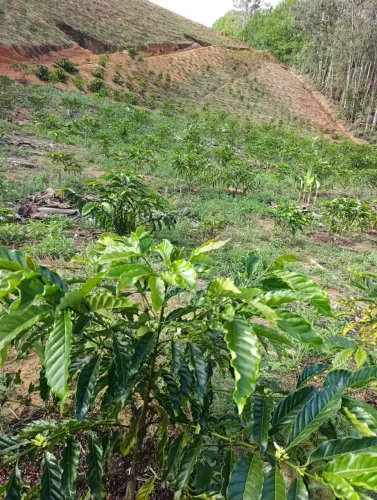 OPORTUNIDADE DE INVESTIMENTO RURAL EM ANCHIETA ES!