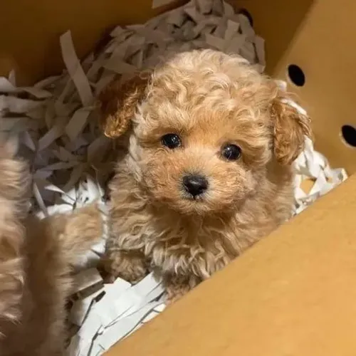 PoodleUm doguinho lindo cheio de presença