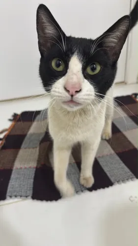 DOAÇÃO GATO