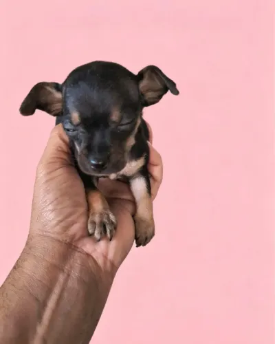 Pinscher
