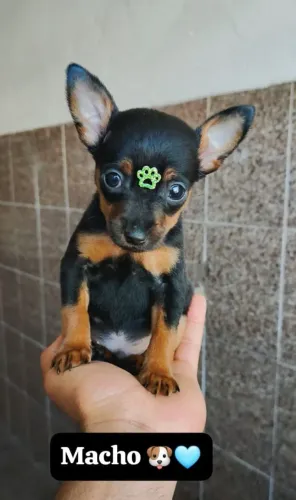 Pinscher 0 - Leve hoje mesmo