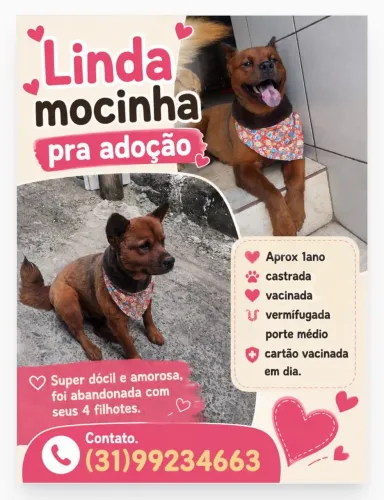 Cadela para adoção 
