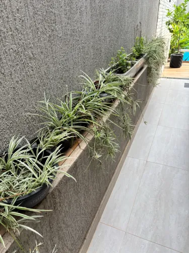 Mudas de Variegata 