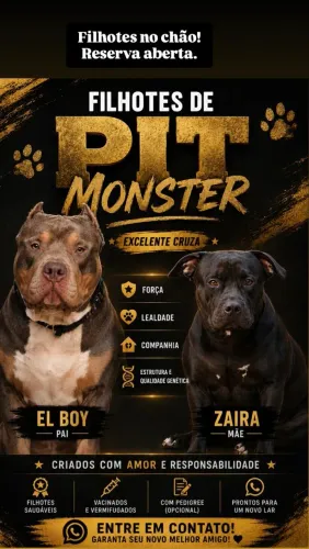 Filhotes de PIT MONSTER
