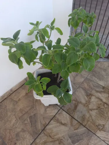Vaso de Plantas