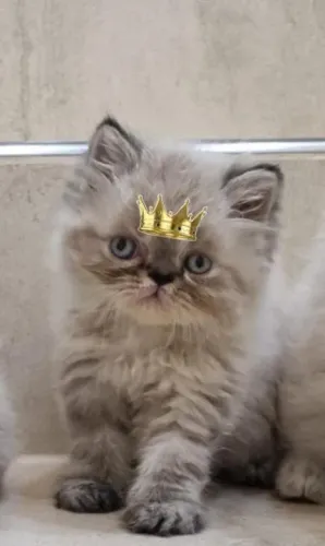 Gato Persa lindos filhotinhos com estrutura top