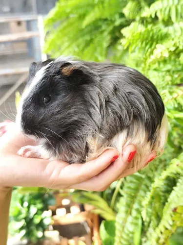 porquinho da índia sheltie