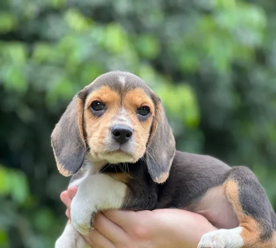 Filhote de Beagle