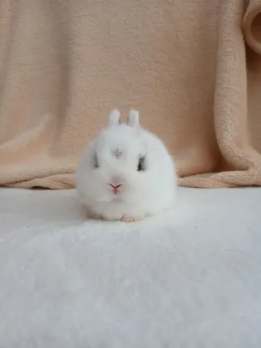 Mini coelho