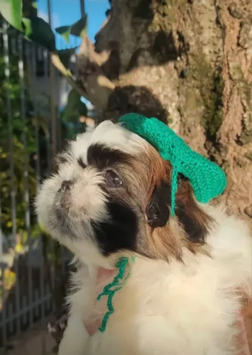 12 x 95,  Shih Tzu com vacina importada 