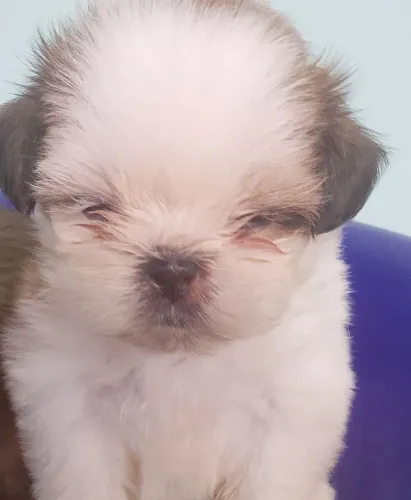 VENDO SHIH TZU FÊMEA PURA
