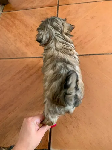 Filhote Shih Tzu Mini Tricolor , Raça Pura ""MACHO""