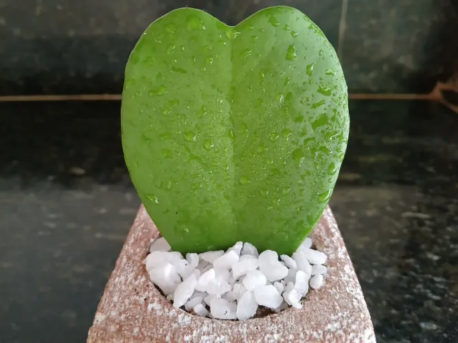 Lindo arranjo com Flor de Cera Coração. Hoya Coração ?