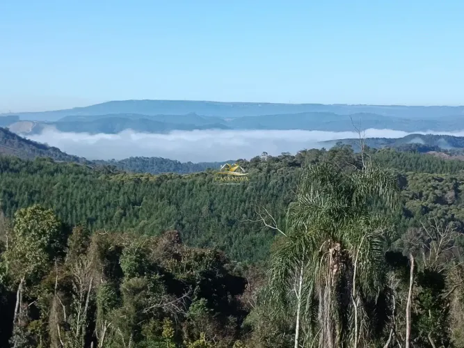 Chacará com 10.000 pés de Pinus 13 alqueires