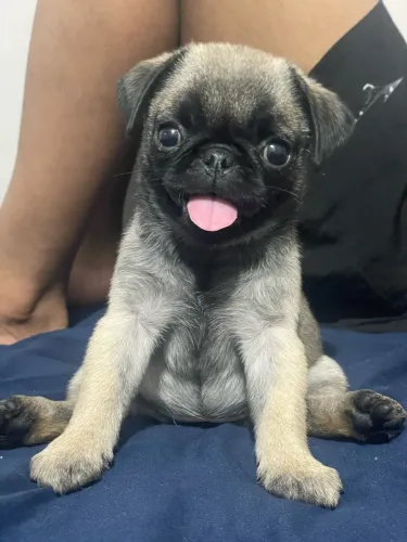 Vende-se filhote de Pug