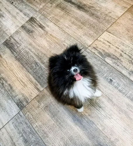Lulu da pomerania