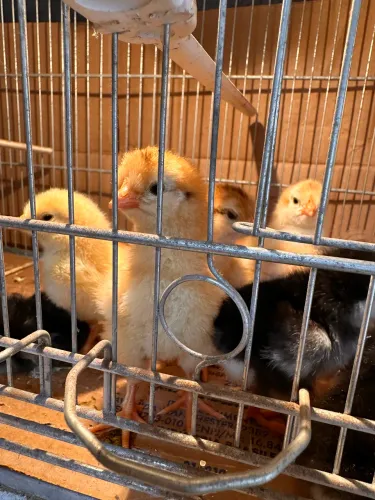 Pintinhos GSB (Galinha Sertaneja Balão) à venda