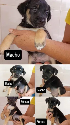 Cachorro para doação ( sem raça)