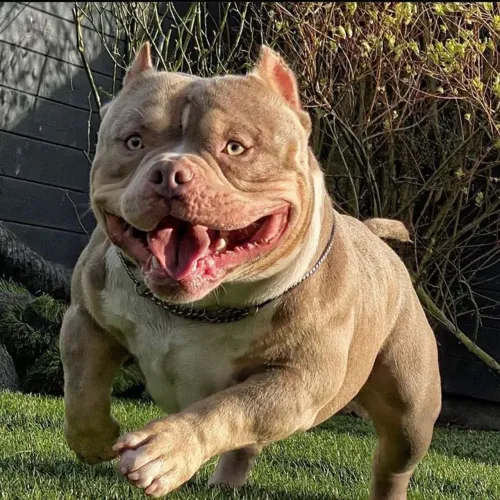 Americam bully pra quem gosta são amoroso parcelo