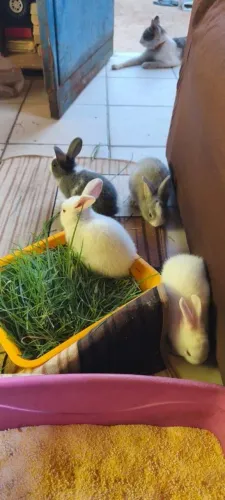 Coelhos