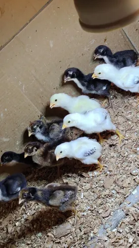 Pintinhos da raça Mura com  7 dias lote com 12 r$ 300 individual r$50