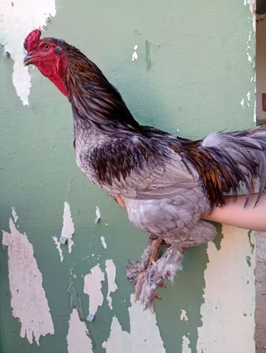Galo mestiço a Brahma a venda