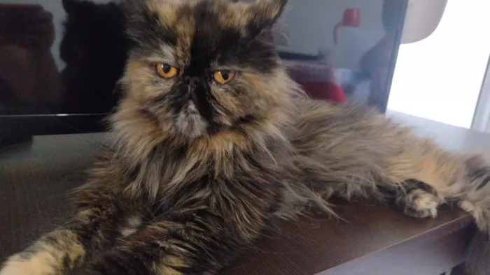 Gata persa a procura de namorado